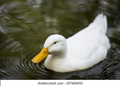 American Pekin Duck In Pond