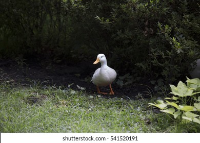 American Pekin Duck In Summer Foliage