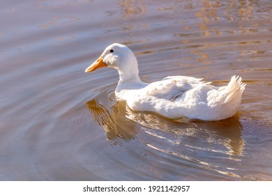 American Pekin Duck Swimming On A Pond