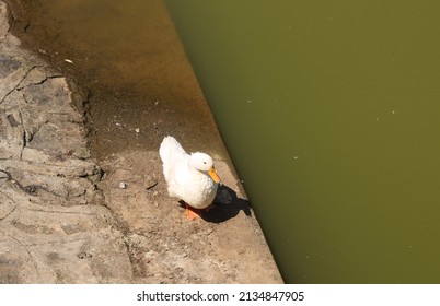 American Pekin Duck .White Pekin Duck