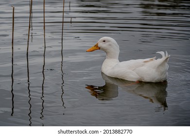 American Pekin Duck In Winter