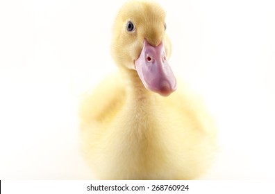 American Pekin Duckling Or Long Island Duck In Studio Shot Photo. This Yellow Duckling Is Domesticated For Egg Production