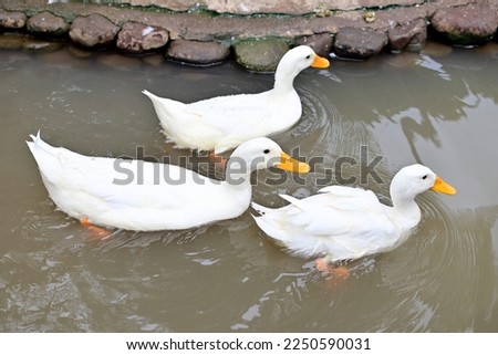 American pekin swim with little family in pond