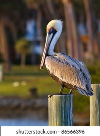 American Pelican Rests On Post In Florida