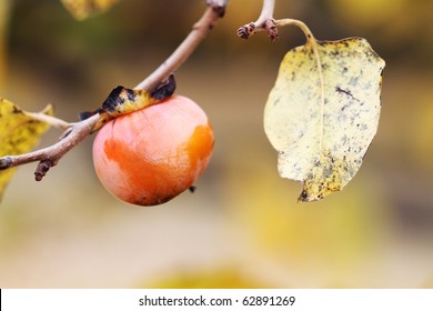 American Persimmon Fruit In The Fall. Extreme Shallow DOF.