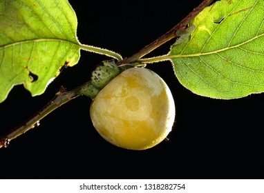 American Persimmon On Tree