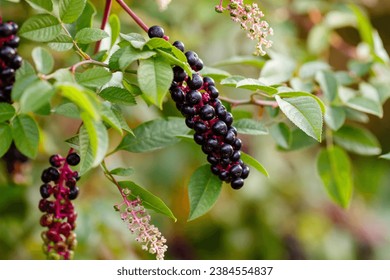 American Phytolacca ( lat. Phytolacca americana ) is a perennial herbaceous plant