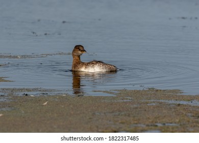 The American pied-billed grebe when cleaning the feathers on the lake.