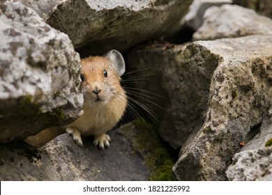 An American pika looking out from its nesting cavity on a scree slope