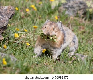 American Pika with a mouthful of plants, ready to put it away in a stash, which it can live off during the winter. Colorado, USA.