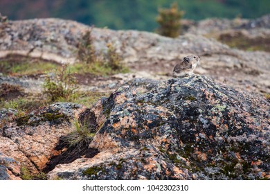 The American pika (Ochotona princeps), a diurnal species of pika, is found in the mountains of western North America, usually in boulder fields at or above the tree line. Alaska; on Lion's Head