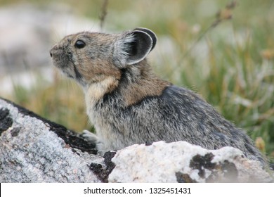An American pika (Ochotona princeps) observes it’s surroundings from a rock. This particular pika was spotted on the Beehive Basin hiking area near Big Sky, Montana. Shown in profile.