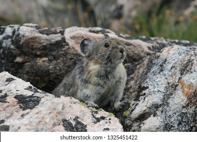American pika (Ochotona princeps). This diurnal mammal is native to the western mountains of North America. This particular pika was spotted on the Beehive Basin hiking area near Big Sky, Montana.
