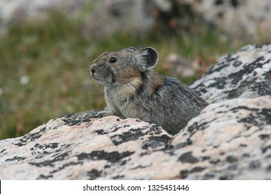 American pika (Ochotona princeps). This diurnal mammal is native to the western mountains of North America. This particular pika was spotted on the Beehive Basin hiking area near Big Sky, Montana.