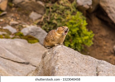 American pika (Ochotona princeps) at the top of a rock making its loud call and appearing as if it is singing. It was photographed from the Skyline Trail, Paradise, Mount Rainier National Park, WA.