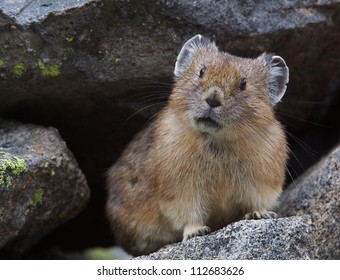 American Pika in rocky habitat.  A cool weather, high elevation species, Pika populations will suffer from global warming; alpine and mountain wildlife