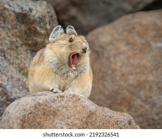 American Pika Showing Its Razor Sharp Teeth In A Yawn