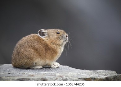 American Pika In Yellowstone National Park - Pikas Are An Indicator Species For Climate Change