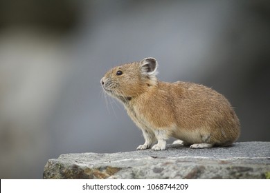 American Pika In Yellowstone National Park - Pikas Are An Indicator Species For Climate Change