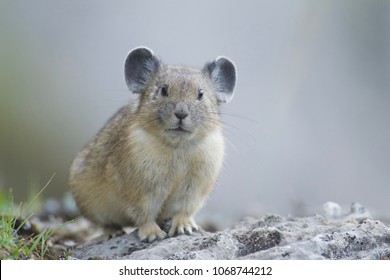 American Pika In Yellowstone National Park - Pikas Are An Indicator Species For Climate Change