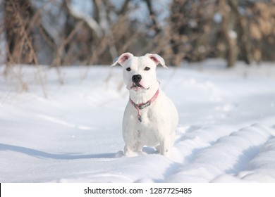 American Pit Bull Terrier