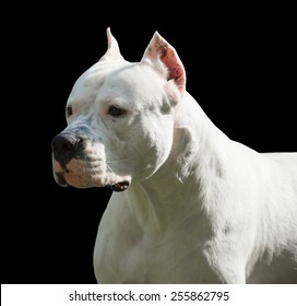 white pitbull