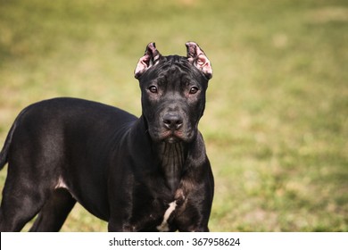 American Pit Bull Terrier