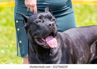 American Pit Bull Terrier with black fur on a walk in the park. Woman leads on a leash a large aggressive dog