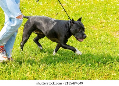 American Pit Bull Terrier with black fur on a walk in the park. The girl leads a large aggressive dog on a leash