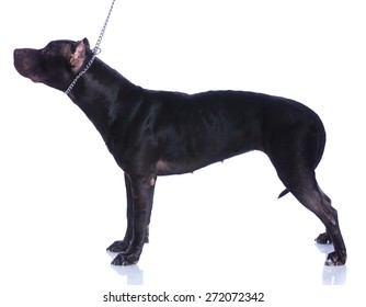 American Pit Bull Terrier Black Isolated Stock Photo 272072342 ...