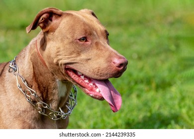 3,604 Pit bull terrier training Images, Stock Photos & Vectors ...