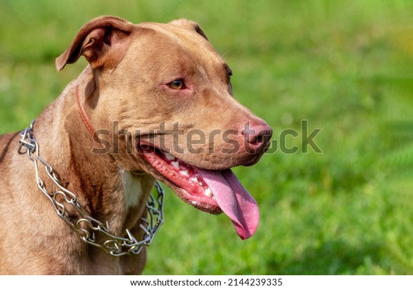 American Pit Bull Terrier, close-up\
portrait of aggressive dog in profile on blurred\
background