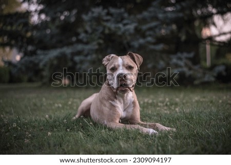 American pit bull terrier is happy dog