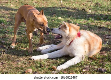 American Pit Bull Terrier Puppy And Akita Inu Puppy Are Playing In The Autumn Park. Pet Animals.