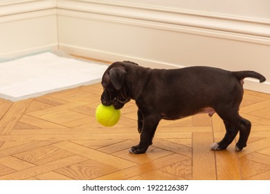 American Pit Bull Terrier Puppy Playing With A Tennis Ball At Home