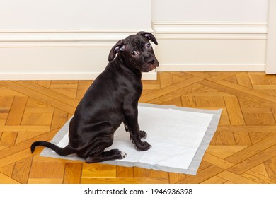 An American Pit Bull Terrier Puppy Sits On A Clean Diaper Spread On The Floor And Looks At The Camera. Teaching The Dog To Clean The Toilet. Raising Pets. Puppy Toilet Training Sitting On A Diaper