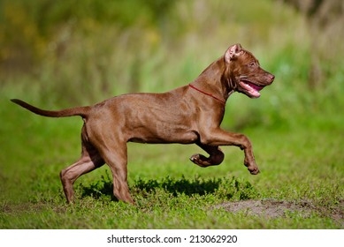 American Pit Bull Terrier Puppy Running