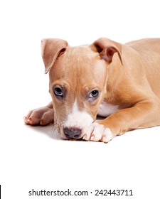 American Pit Bull Terrier Puppy Isolated On White