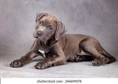 American Pit Bull Terrier Puppy