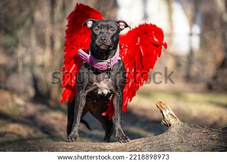 American Pit Bull Terrier with red feather wings stands on fallen log in autumn park. Black pet with pink collar on blurred background closeup