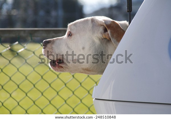 An American Pit Bull Terrier sits in the back of a\
hatchback keeping thieves at bay/American Pit Bull Terrier/An\
American Pit Bull Terrier sits in the back of a hatchback keeping\
thieves at bay. 