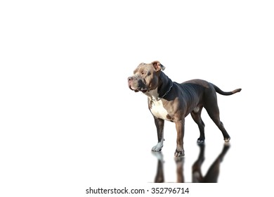 pitbull dog images stock photos vectors shutterstock