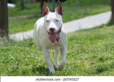 American Pitbull Terrier