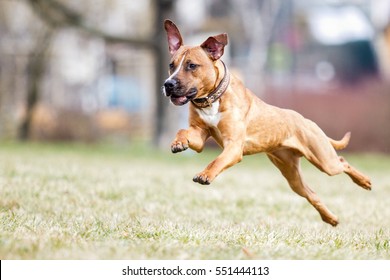 pitbull dog running