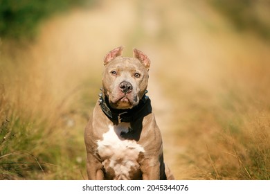 American Pitbull terrier in autumn colors