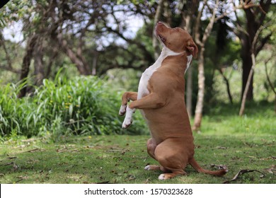 American Pitbull Terrier Obeying The Command To Greet