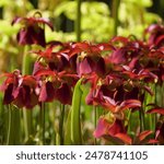 American Pitcher Plants (Sarracenia) in bloom with red flowers in the foreground and yellow flowers in the background