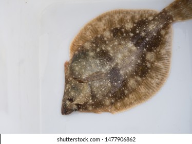 American Plaice (Latin: Hippoglossoides Platessoides) On A White Board. Delicious Fish When Prepared Well.