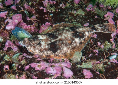 American Plaice Resting On The Bottom Of The St. Lawrence River.