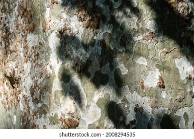 American plane tree (Platanus occidentalis, Platan) in Adler Arboretum "Southern Cultures". Bark texture closeup. Natural sycamore bark with green, yellow, gray and brown spots. Camouflage background.